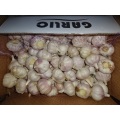 Export Normal White Garlic 2020