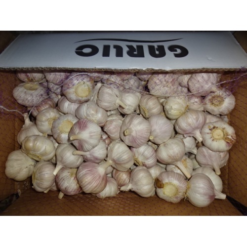 Export Normal White Garlic 2020