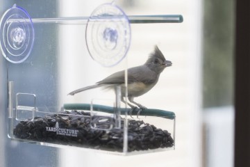 Unique Window Bird Feeder, See Through, Watch Wild Birds Up Close, Removable Seed Tray, Strong Suction Cups