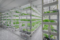 Skyplant Smart Grow Rak/Rak/Bangku Gulung dengan Fungsi Pengangkatan dan Ventilasi untuk Pertanian Vertikal Dalam Ruangan