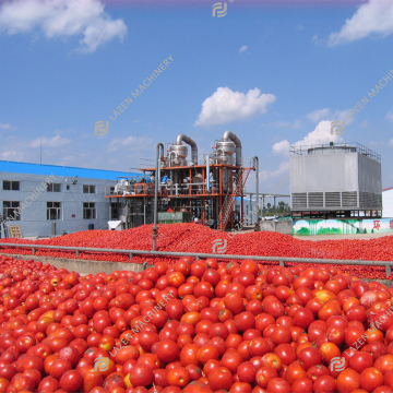 Canned Tomato Paste and Whole Peeled Tomato Processing Plant
