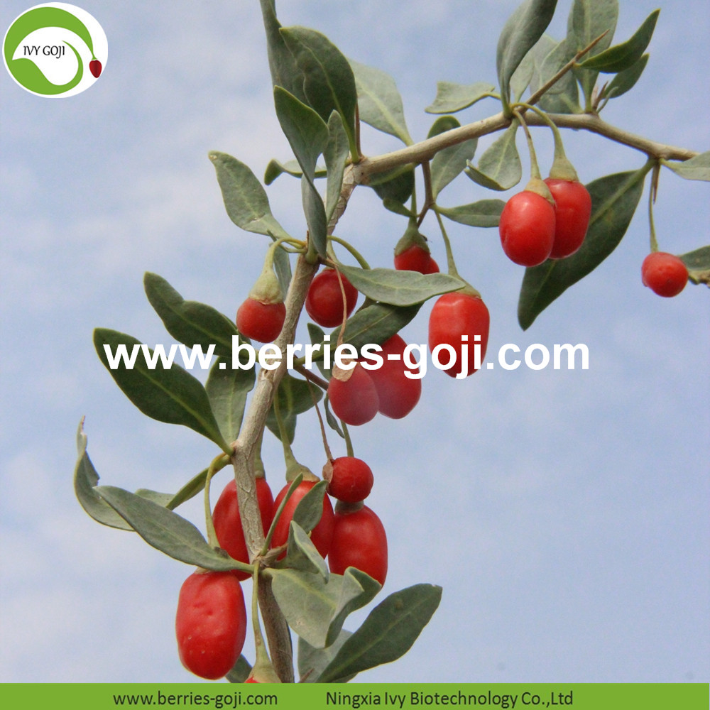 Conventional Goji Berry