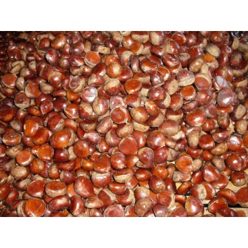 Fresh Qulality chestnut berkualitas baik