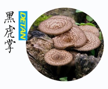 Wild Sarcodon Aspratus/ Sarcodon Aspratus Mushroom