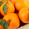 Frisches orange Fruchtgrün als Exportorangen