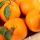 Fresh orange fruit green as export oranges