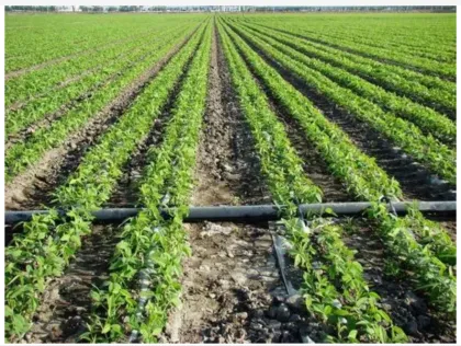 Drip Irrigation Tape 16mm - Water Drip Tape for Irrigation Systems