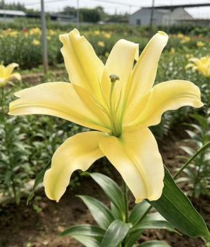 زهرة زنبق الإمبراطور الصفراء النابضة بالحياة