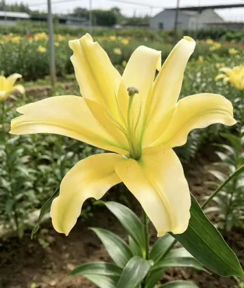 Vibrant Yellow Emperor Lily Fresh Flower