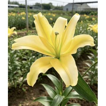 প্রাণবন্ত হলুদ সম্রাট লিলি তাজা ফুল