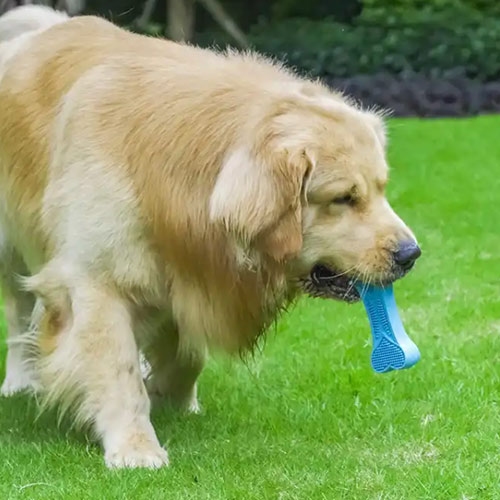 Plastic Dog Chew Toy Rubber Pet Toy Bone Hits the Market with a Bang!