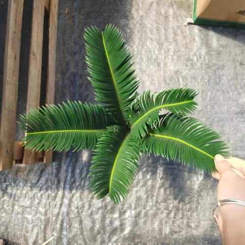 Cycas Revoluta 90#AA คลาส