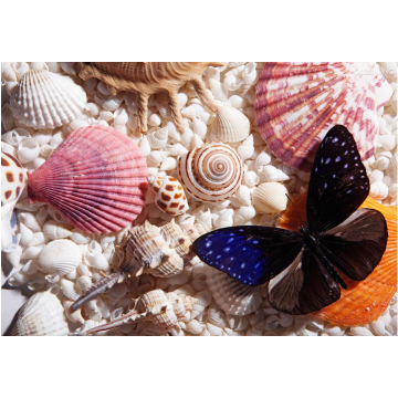 Saco Embalado Mar Misto Natural Shell Para Decoração