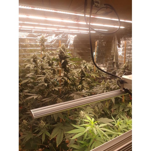 High Power Full Spectrum New Grow Lights