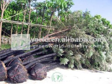 Grevillea robusta rootball ready for shipment