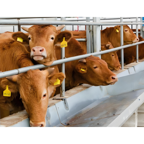 cattle pregnancy scanner for sale with R60 3.5MHz convex probe