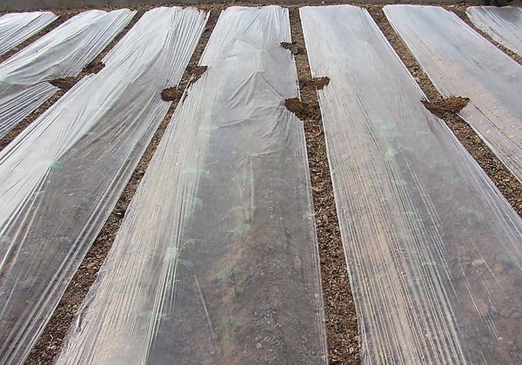 BioDegradable Plastic Mulch Film