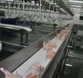 línea de procesamiento avícola de cinta transportadora