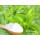 Stevia Leaf Extract stevioside 90% total steviol glycosides