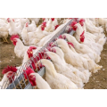 poultry female chain feeding