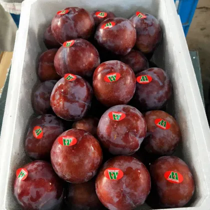 Fresh DeliciousTastyGood Quality Plum