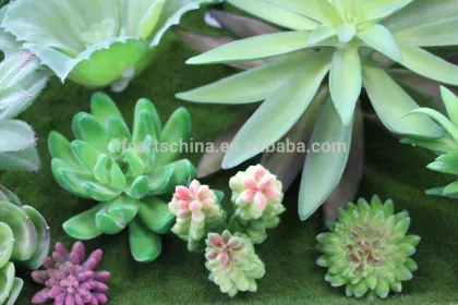 hotsale succulent plants, wall plants