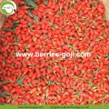 Factory Supply Nutrition Dried Organic Goji Berries