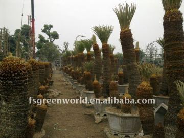 cycas revoluta group potted