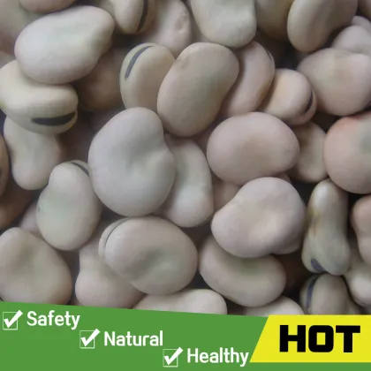 Broad beans fava beans price