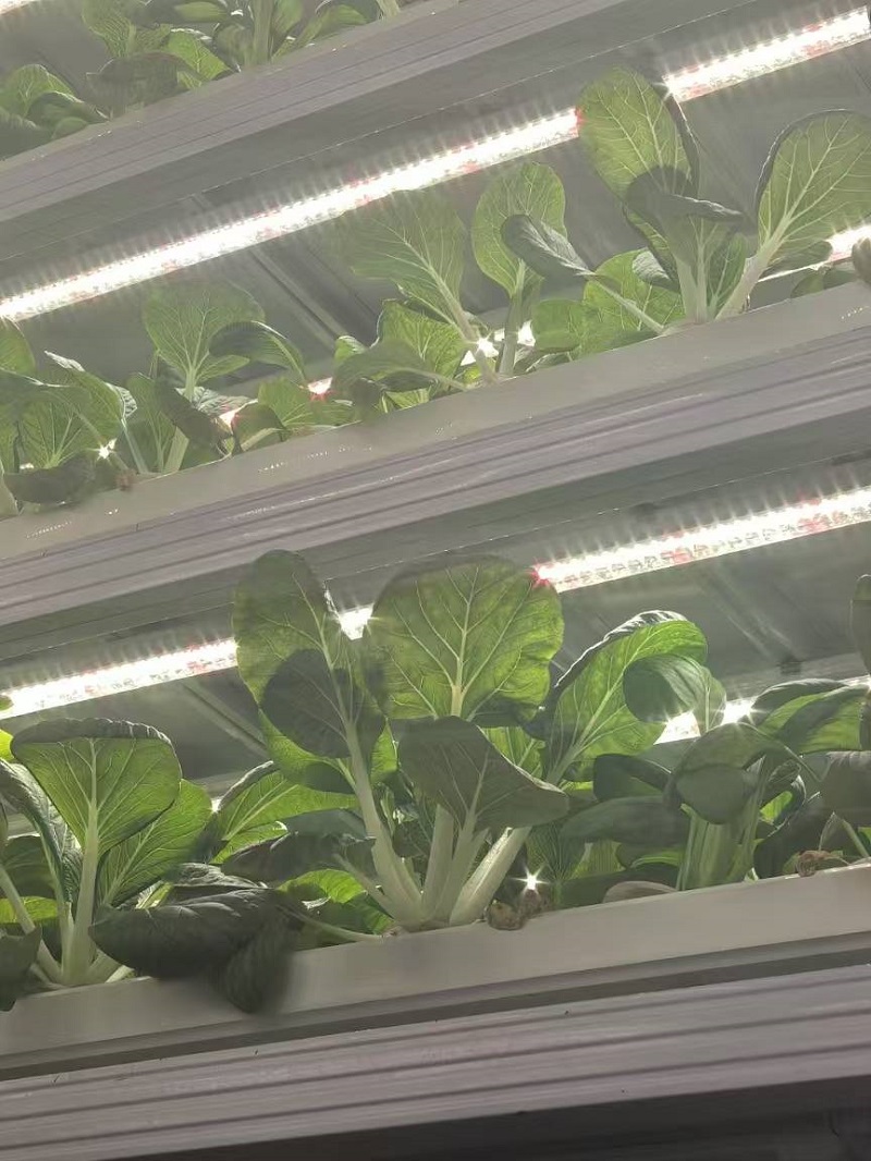 Based on Trust, Qatari Clients Join Hands with Qingcheng Agriculture to Build a Green Dream in Greenhouses