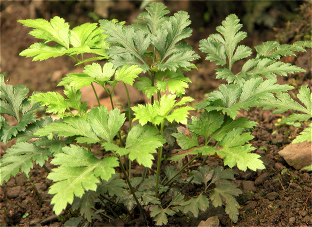 Hoja triangular Coptis chinensis