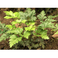 Hoja triangular Coptis chinensis