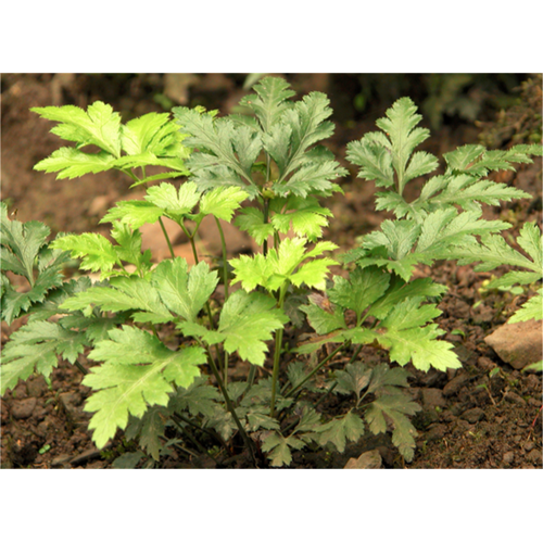 Triangular leaf Coptis chinensis