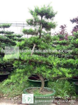 podocarpus macrophyllus big bonsai trees potted