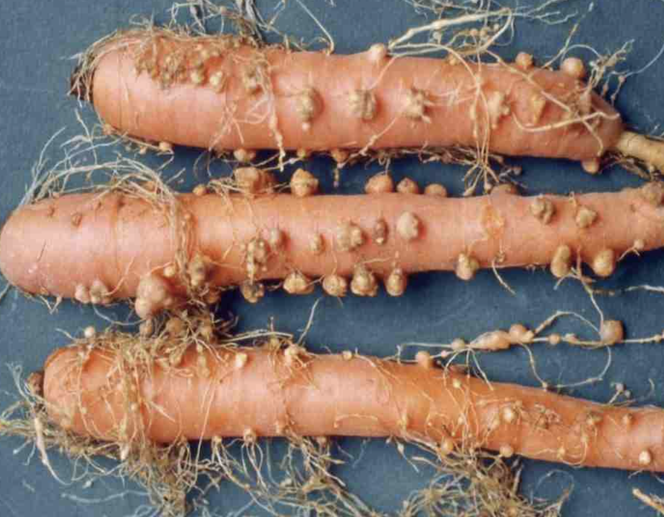 Bacillus Firmus for Agriculture