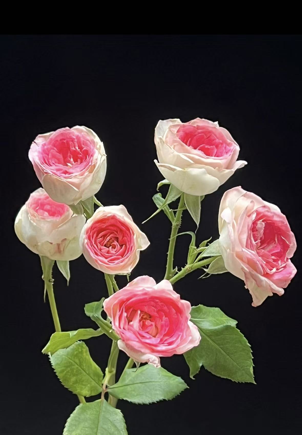 Midnight Magic Rose