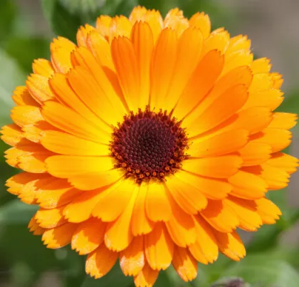 Marigold powder for skin