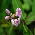 Apocynum venetum natural em pó