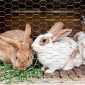 Πουλερικά φραγκοστάφυλο Hexagonal Chicken Wire Mesh