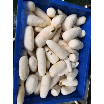 TAGRM Cassava Garri Make Machine Cassava Peeling Machine