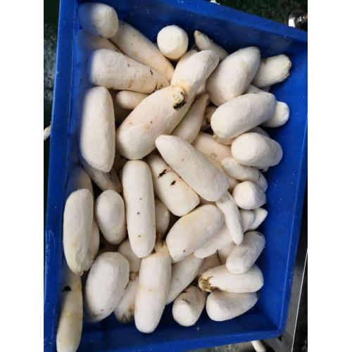 TAGRM CASSAVA GARRI MAHING Machine Cassava Peeling Machine