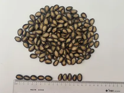 New Crop Watermelon Seeds Black type