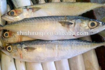 HIGH QUALITY FROZEN MACKEREL FISH FOR SALE