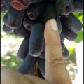 Uvas Longas Pretas Sem Sementes