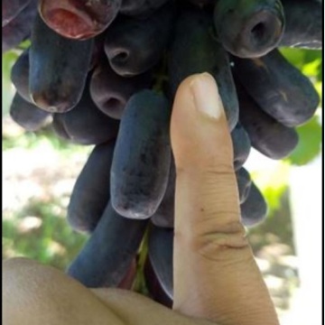 Uvas Longas Pretas Sem Sementes