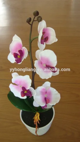 butterfly orchid light