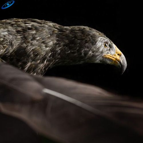 Tema Animatronik Hewan Kebun Binatang Satwa Liar