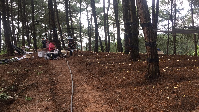 Qingcheng Agriculture's Fuling Forest Sprinkler Irrigation Project Successfully Completed, Receives High Praise from Client