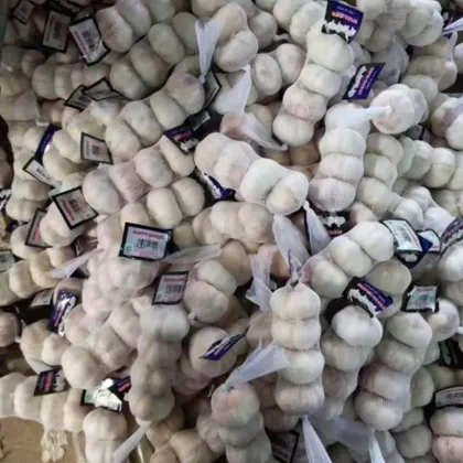 Fresh Garlic Vegetable Normal s