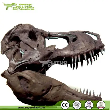 T-rex Skull Model for Museum Exhibition